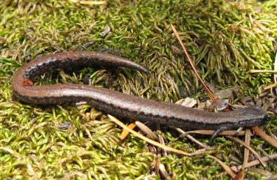 California Slender Salamander